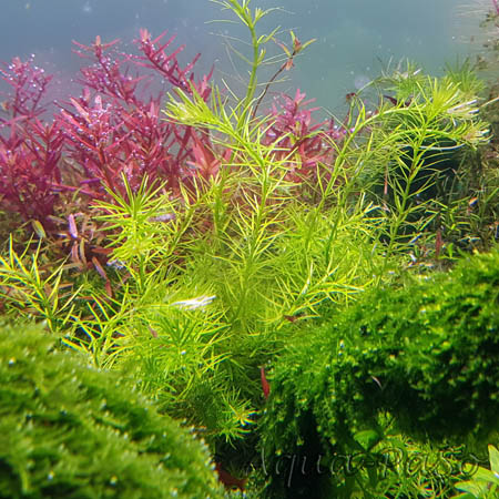 Rotala sp. "Nanjenshan"