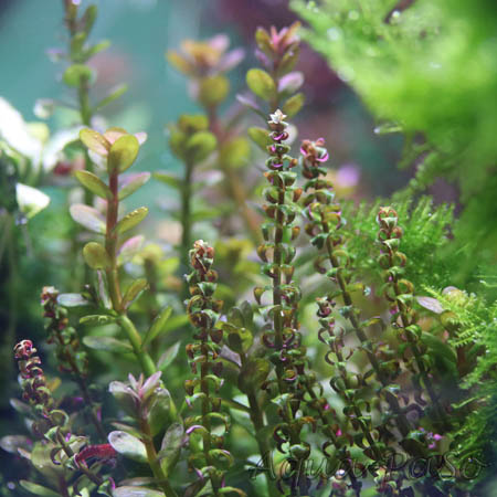Rotala sp. 'Pearl' 