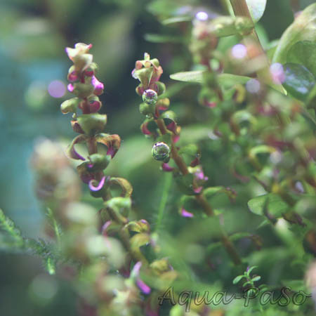 Rotala sp. Pearl