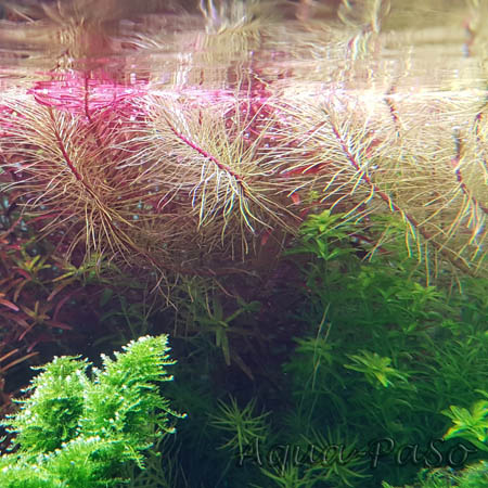 Rotala sp. 'Vietnam'