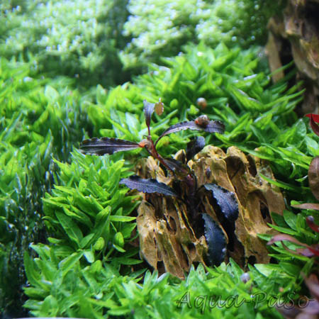 Bucephalandra Kedagang 